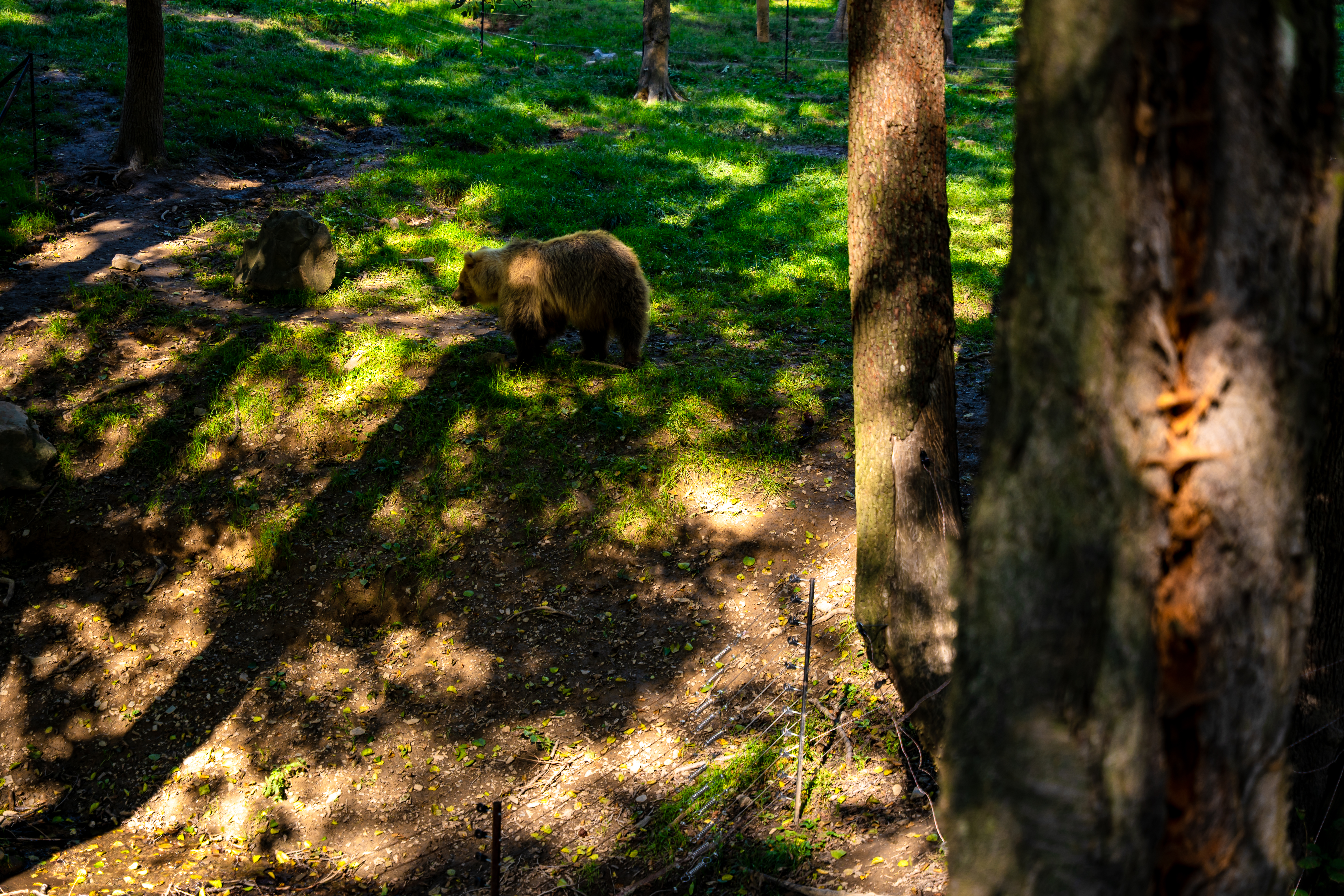 Zoo otvorenie vyhliadky pre medvede -31